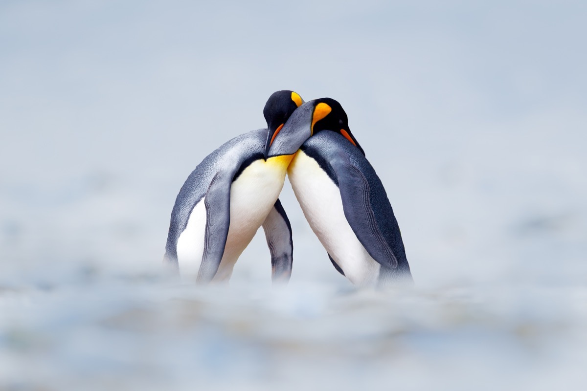 King penguin mating couple photos of wild penguins