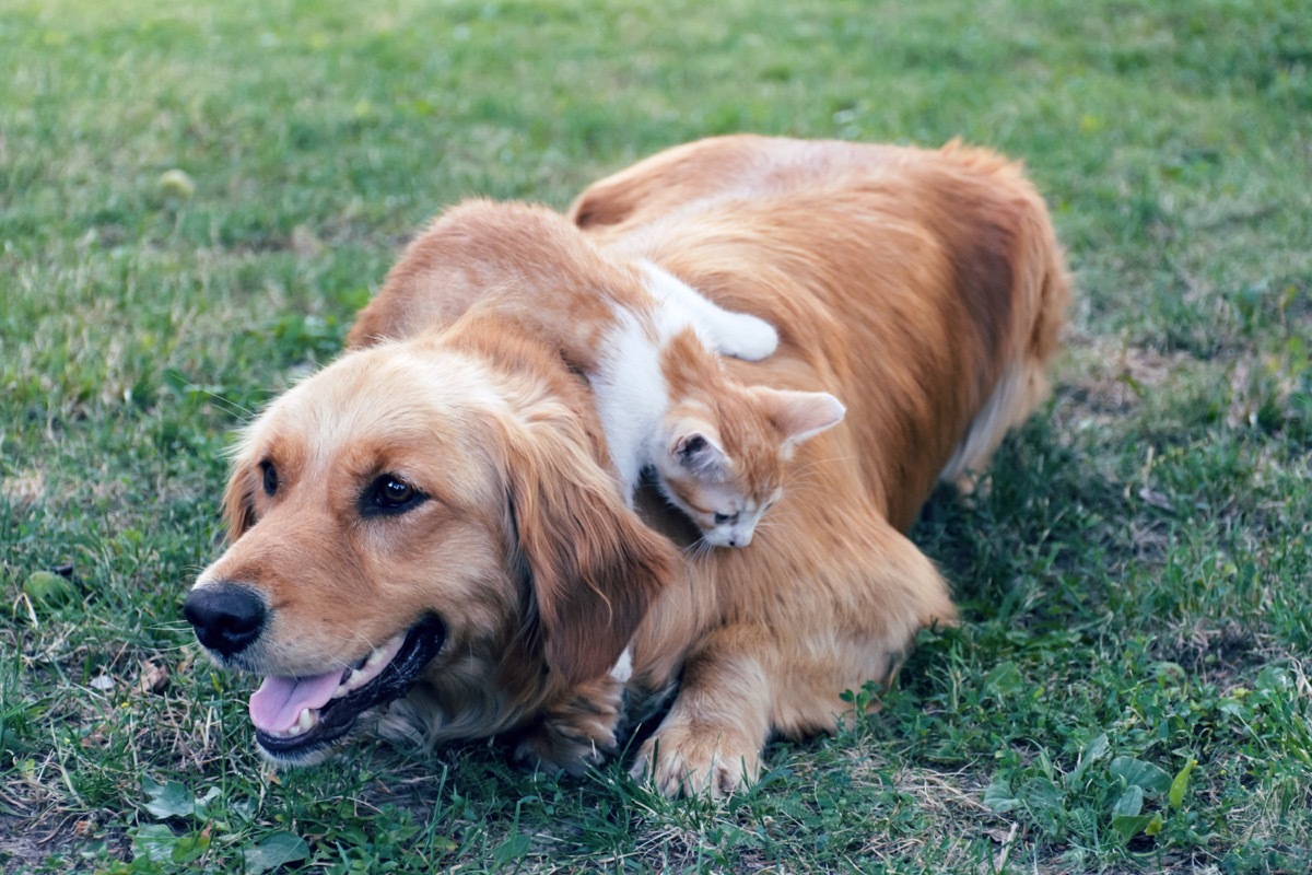 Dog and cat together on grass