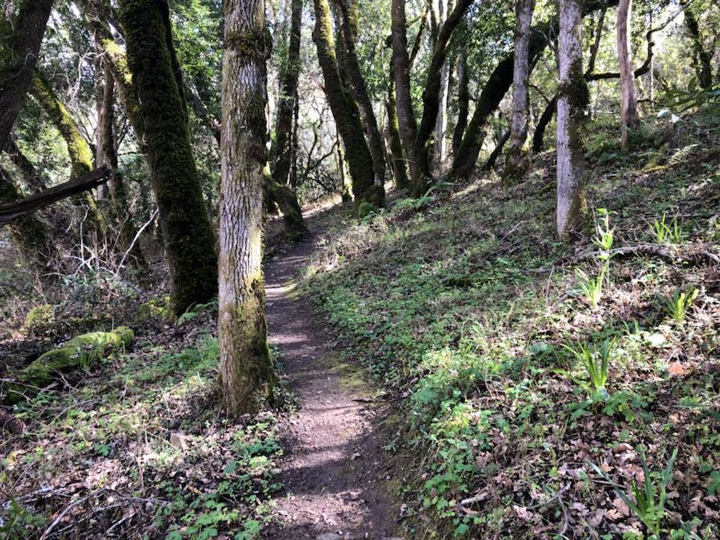 corgi hiding in a forest