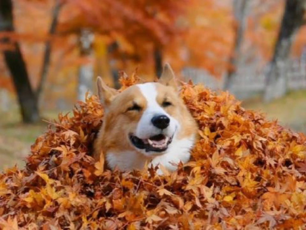 corgi in leaves