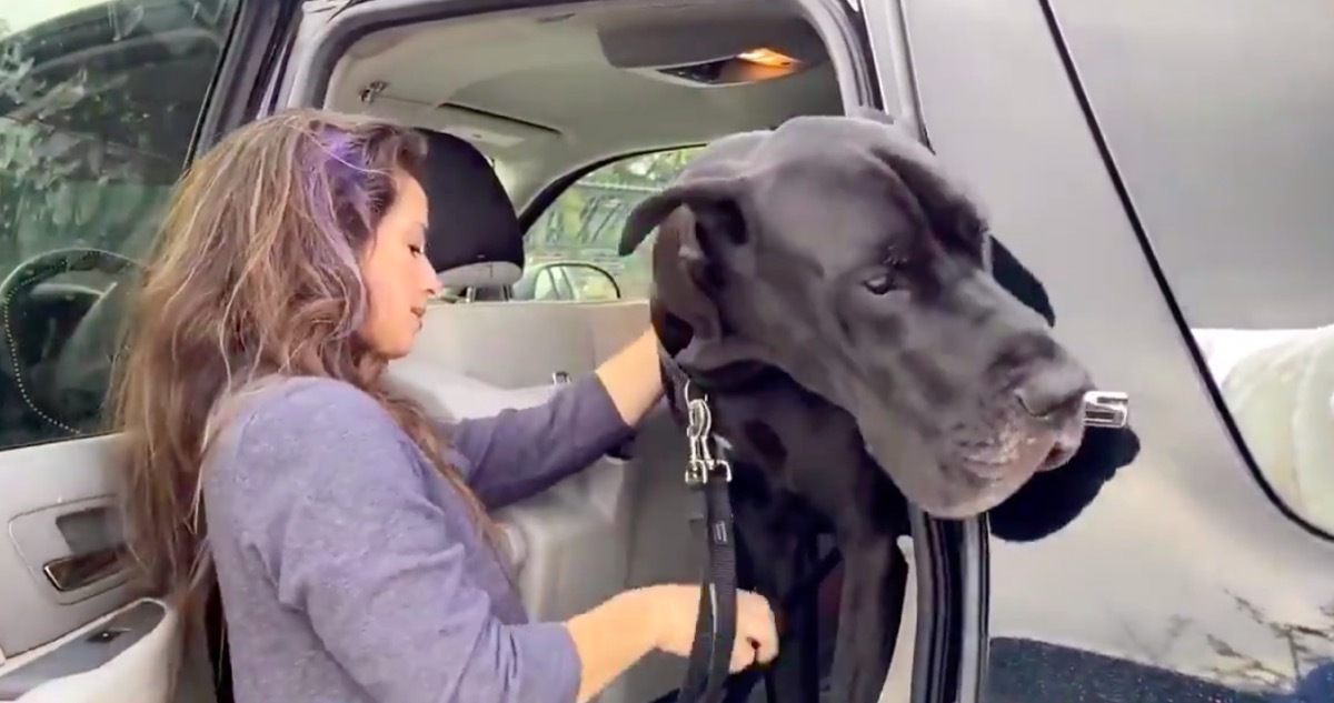 Tonka therapy dog in car