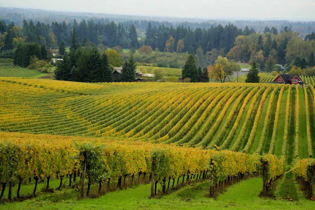 The rolling hills of a vineyard in the Willamette Valley in Oregon.