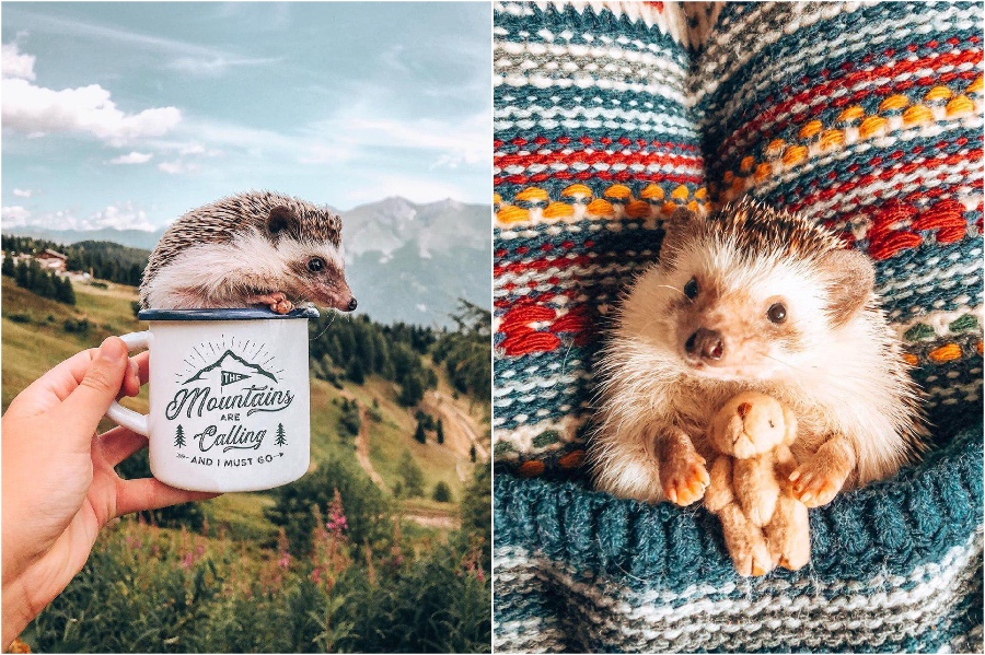 Cuddling up in warm blankets | Mr Pokee The Hedgehog Will Make Your Day | Her Beauty