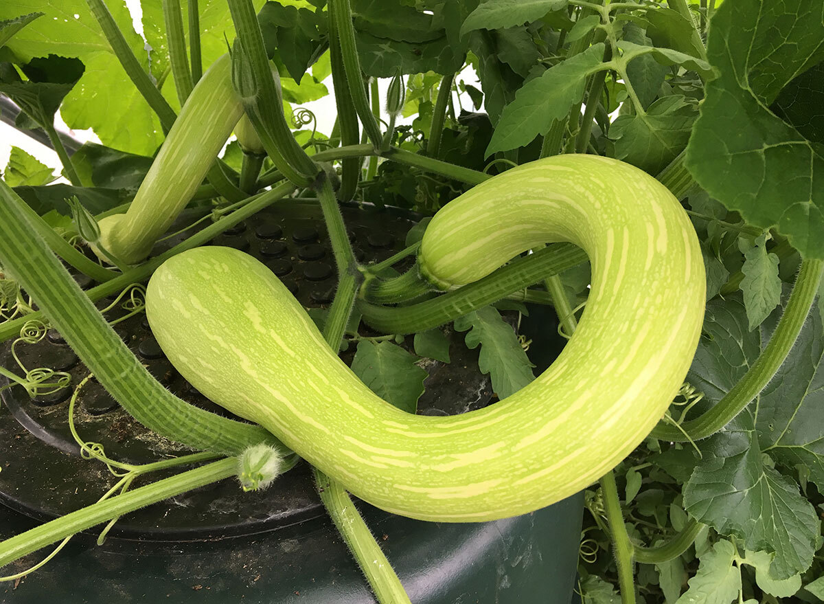 tromboncino squash vine