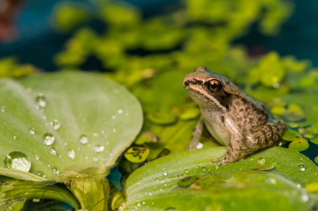 Wood frog