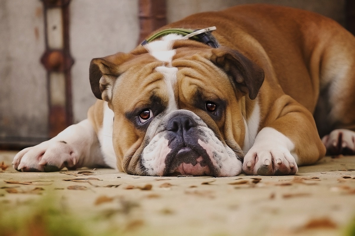 sad english bulldog lying down