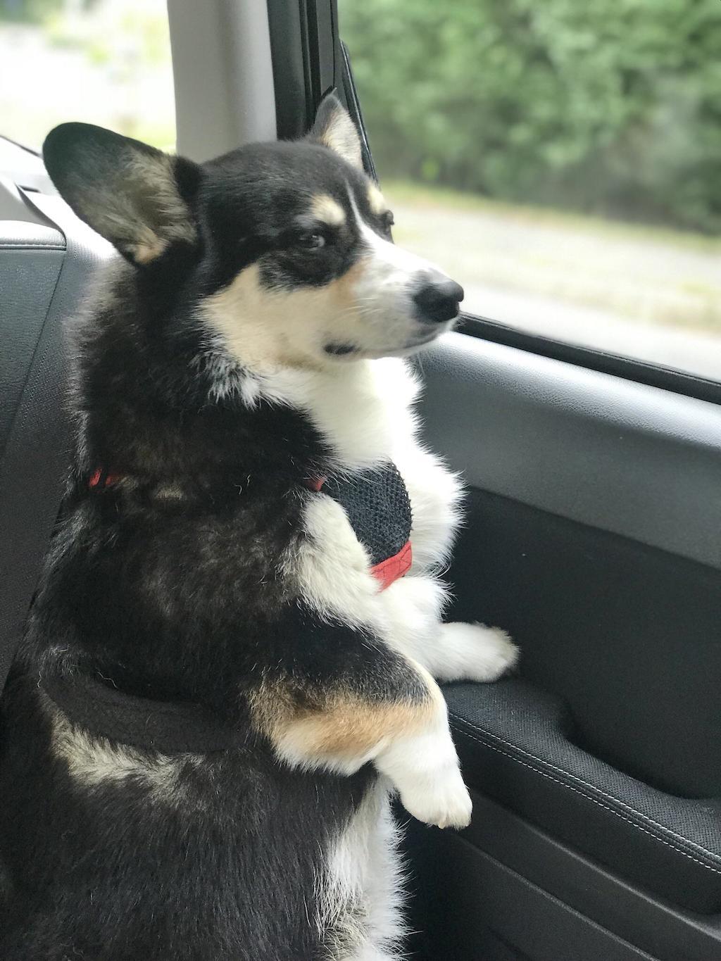 corgi disapproves of vet