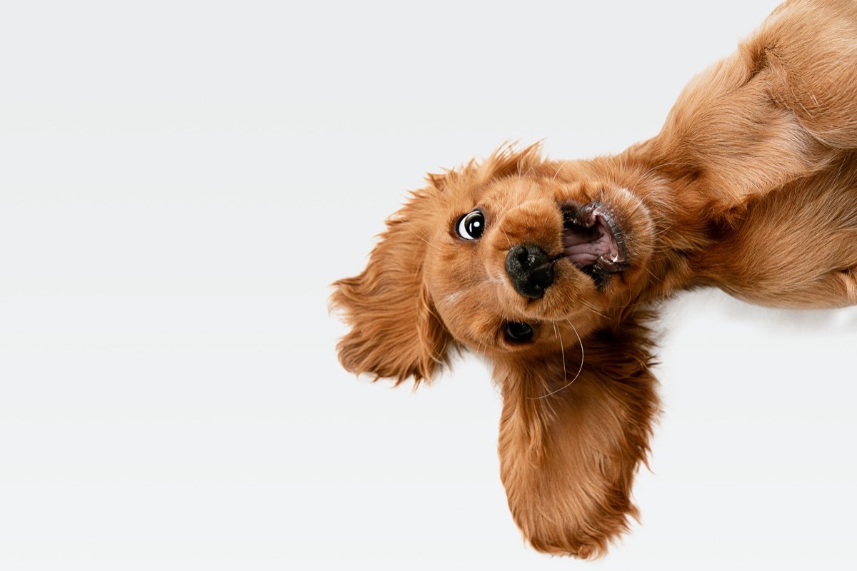 Funny English cocker spaniel