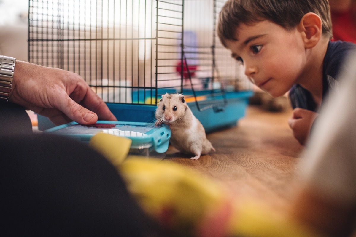 Lovely boy and his father playing with a their new pet hamster.