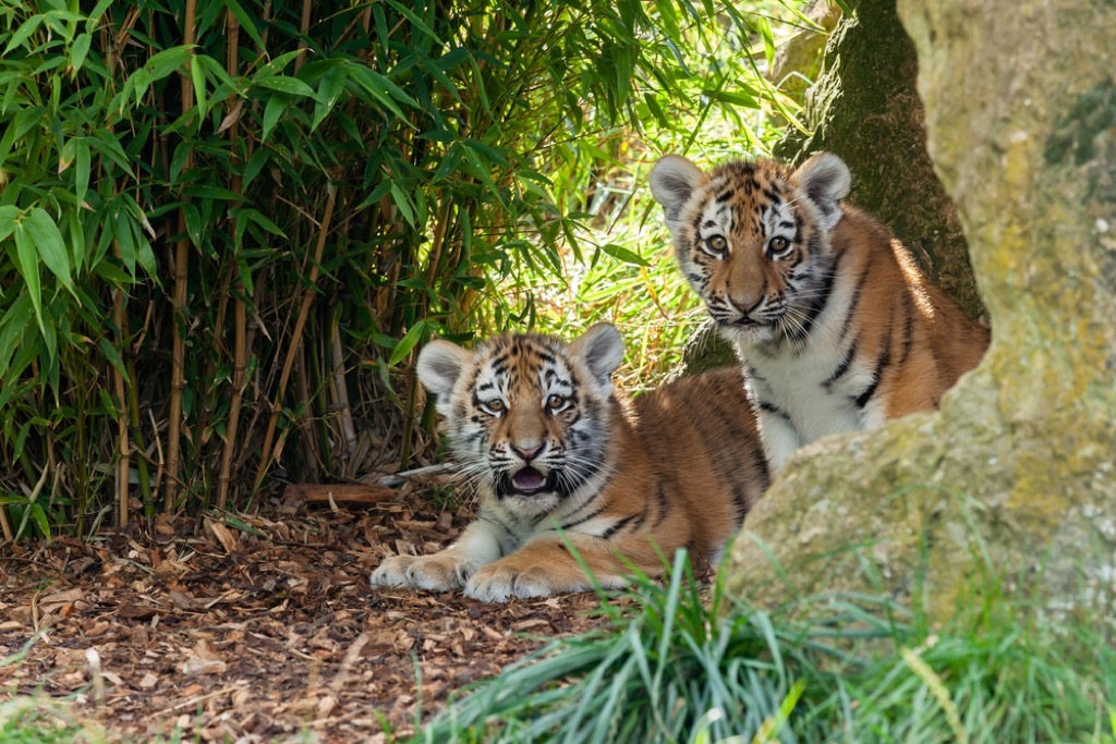 tiger cubs presidential pets