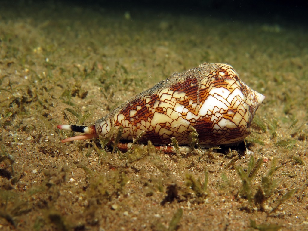 Textile cone snail