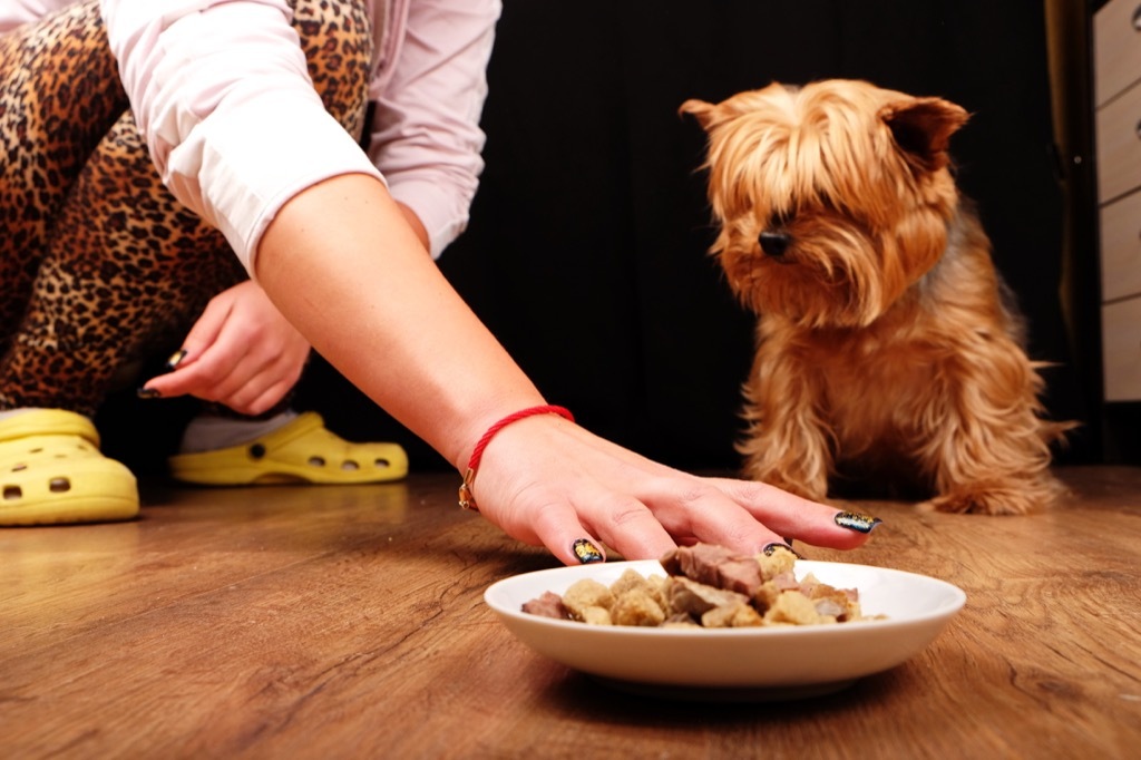 Dog is not hungry and refuses to eat his food