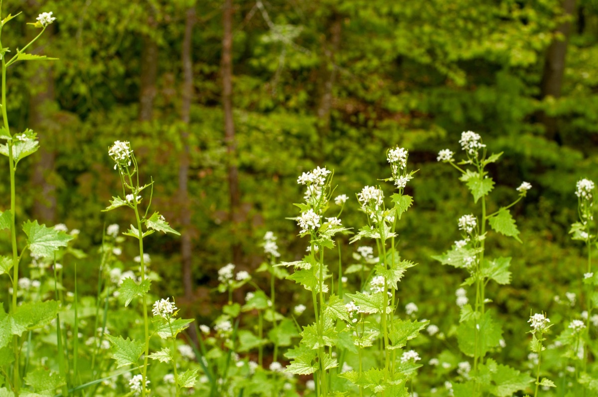 field of garlic mustard