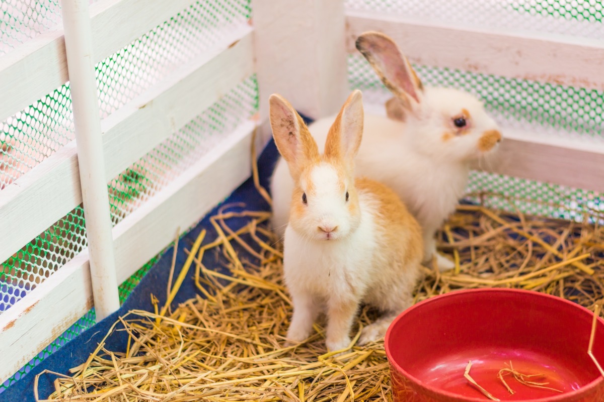 Two Rabbits Inside a Cage