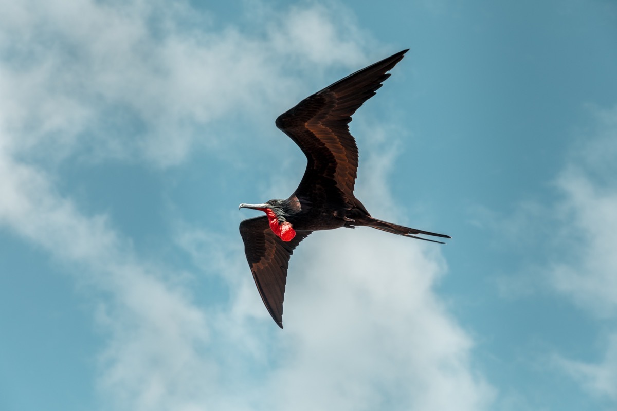 A Frigate bird soaring through the winds of the Galapagos Islands - Image