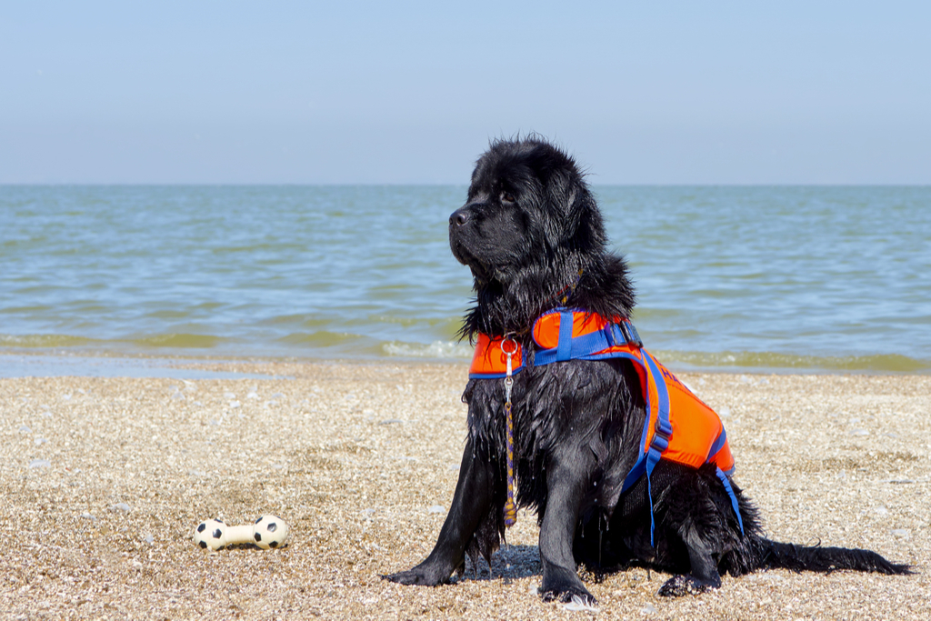 Newfoundland things you never knew dogs could do