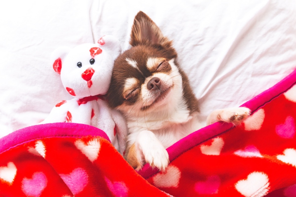 chihuahua dog smiling in their sleep photos of snoozing dogs