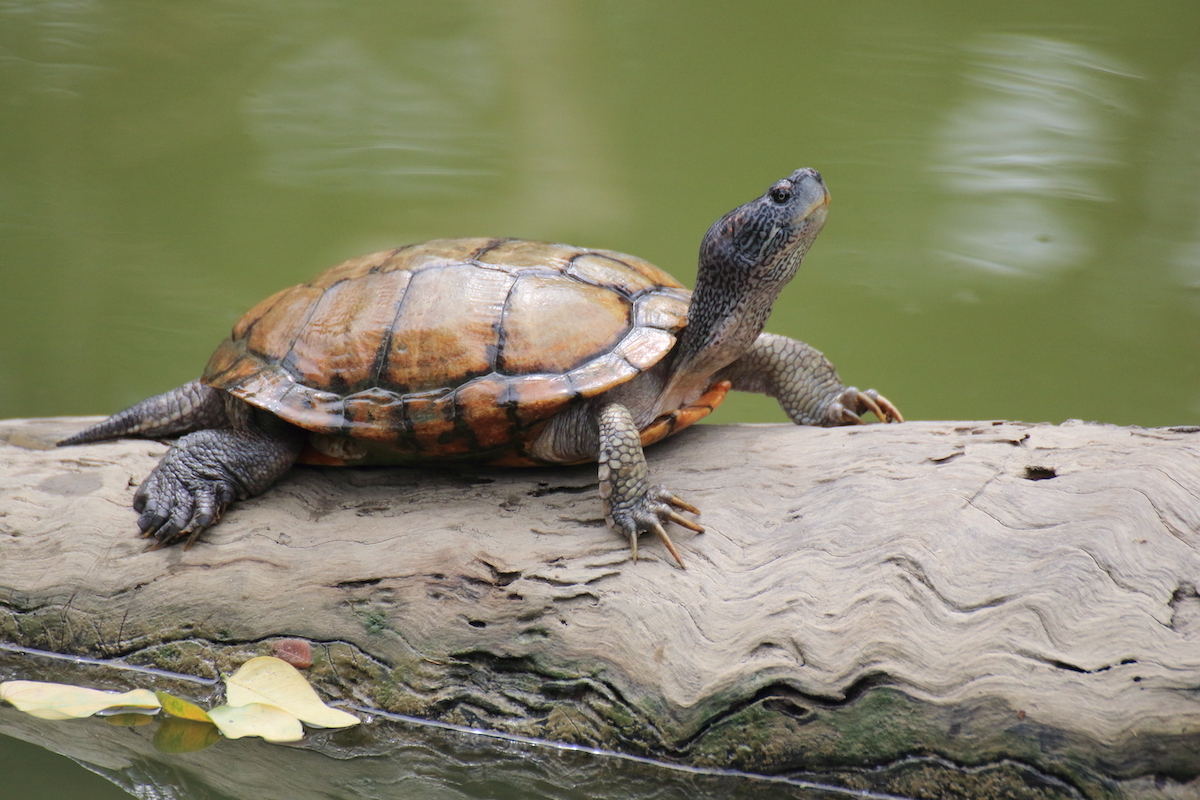 turtle on a log