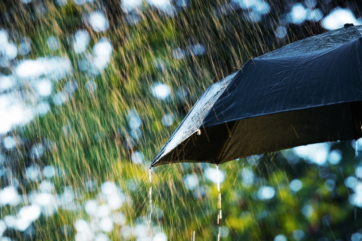 black umbrella in the rain