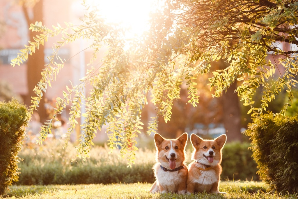 harry and meghan markle should own a corgi dog