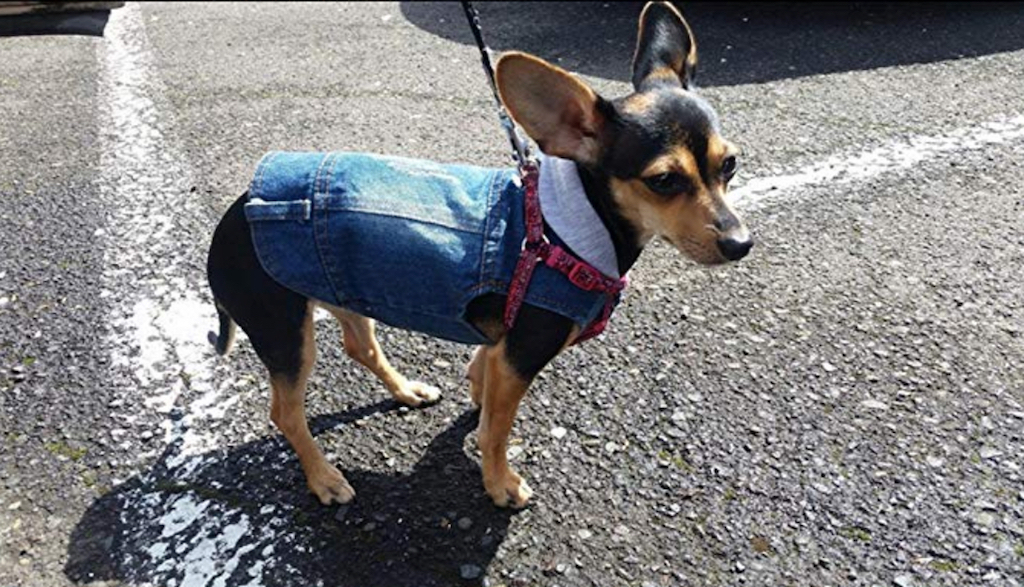 Dog Jean Jacket adorable dog outfits