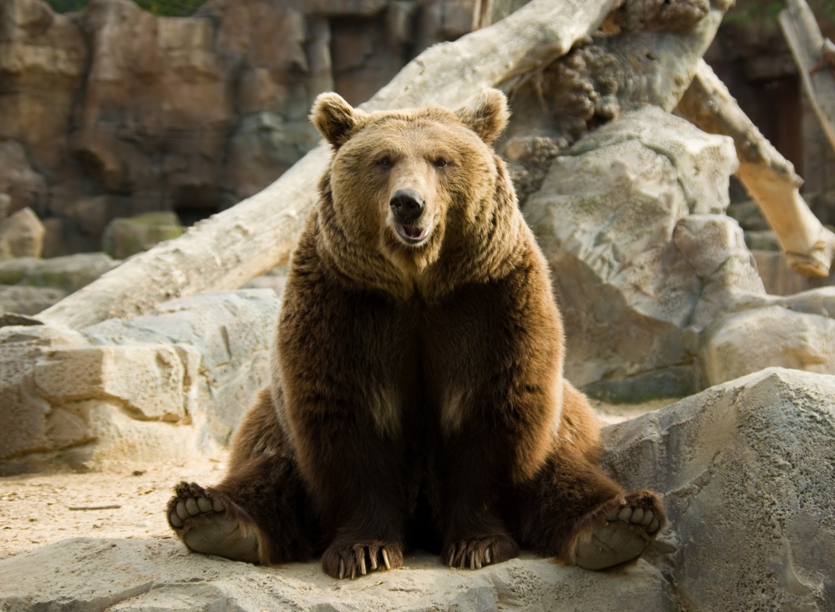 brown bear sitting like a good boy adorable photos of bears