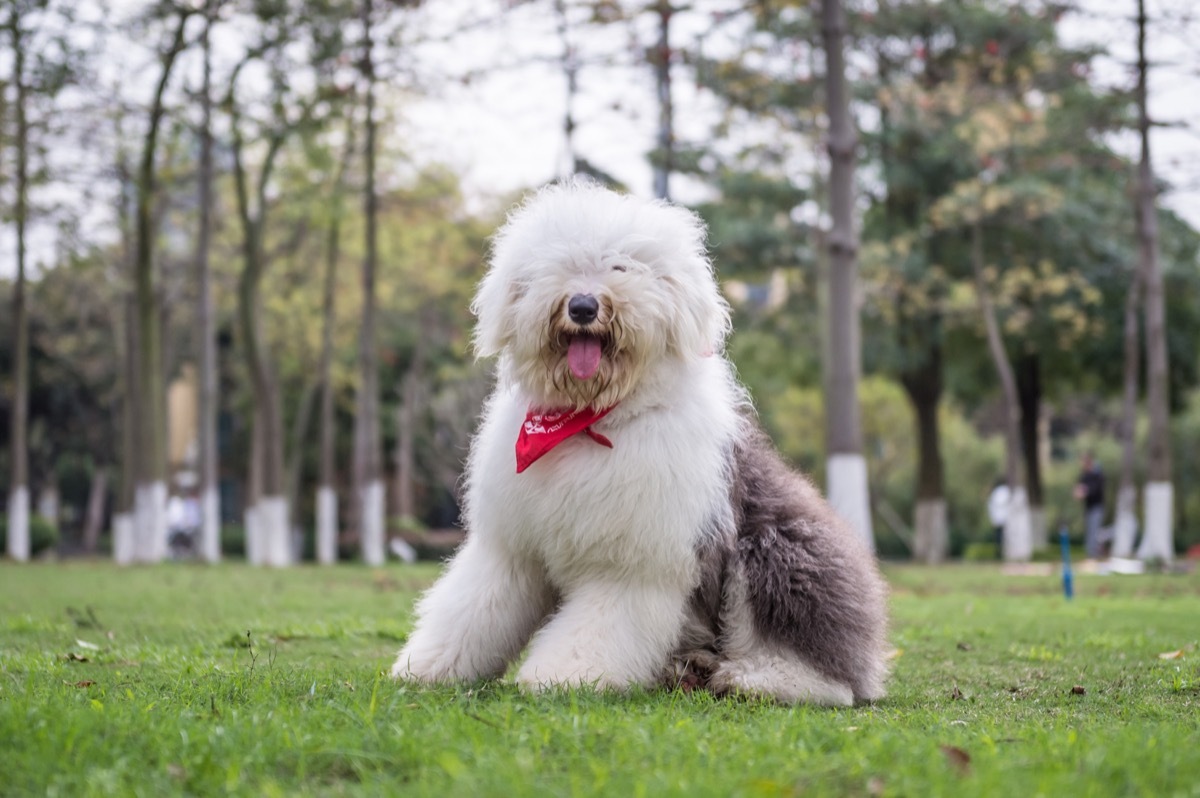 Old English Sheepdog fluffiest dog breeds