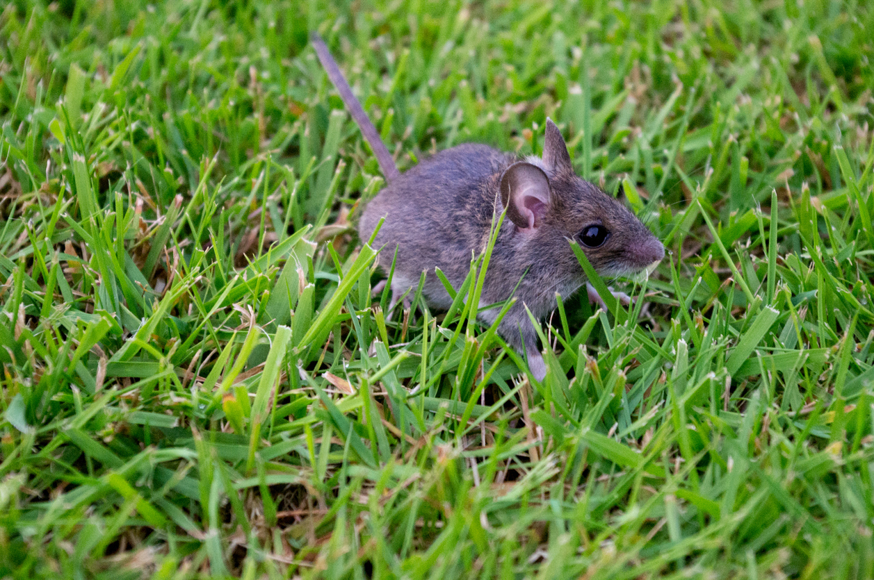 A mouse sitting in the grass on the lawn