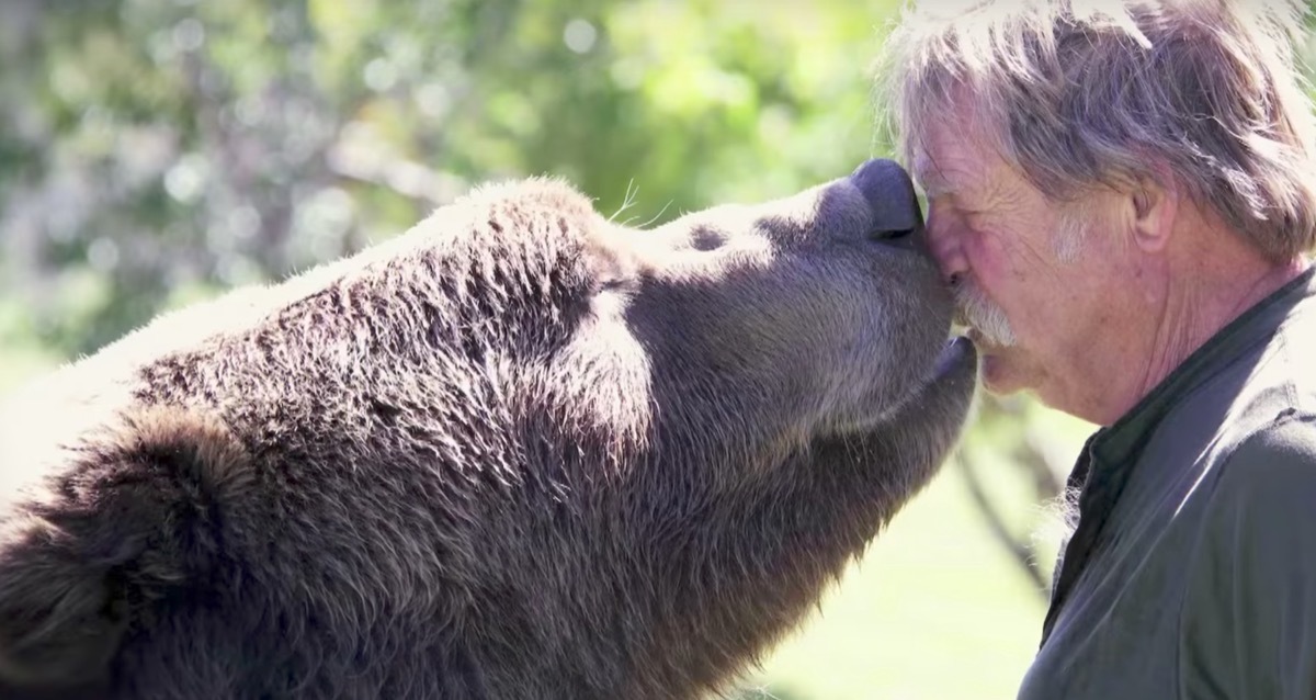 grizzlybear kissing his owner adorable photos of bears