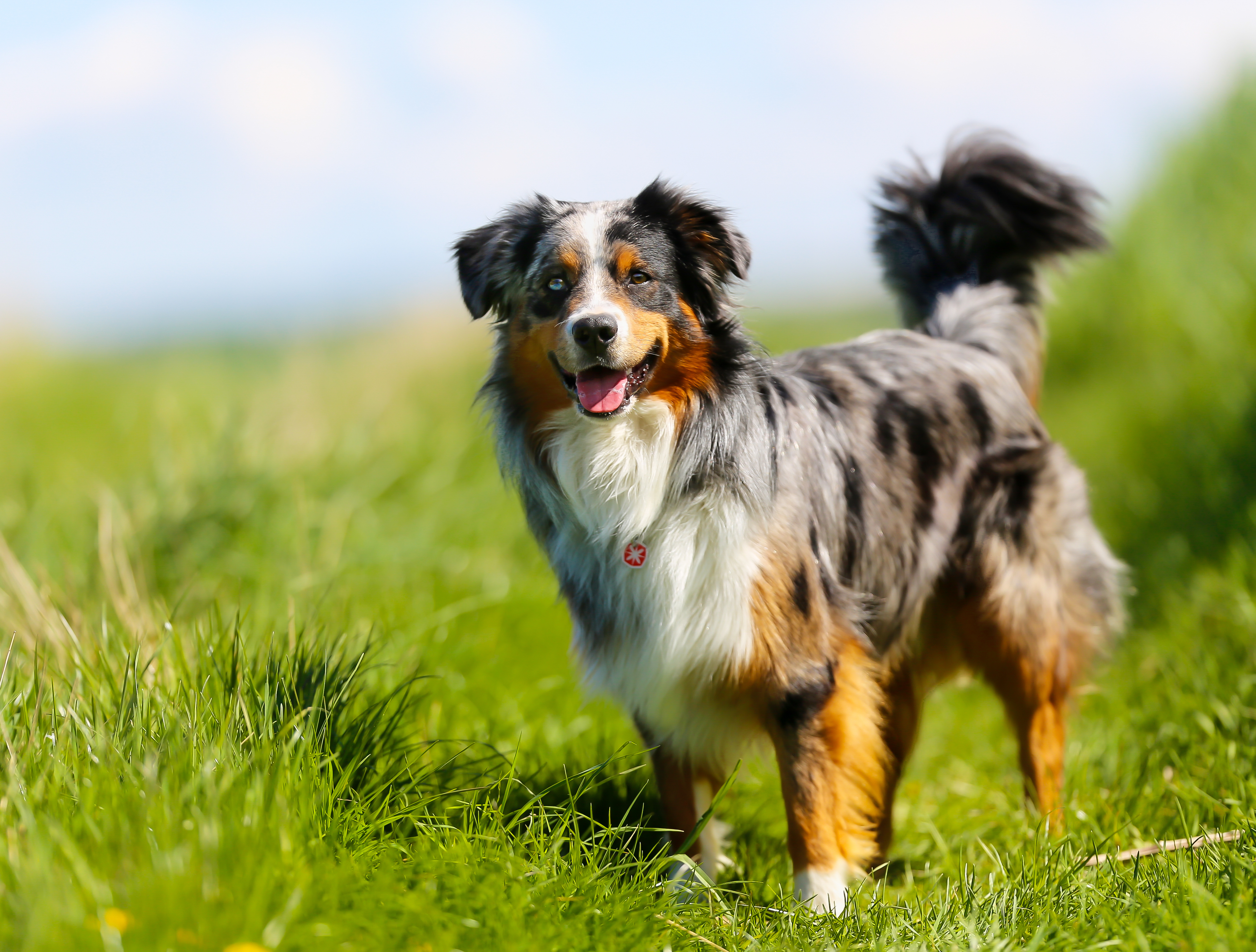 Old brown, black and white border collie standing in the grass.