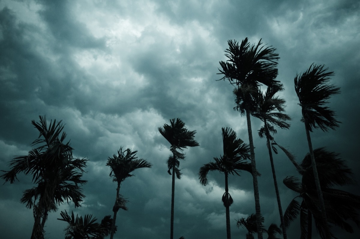 palm trees against dark storm clouds 