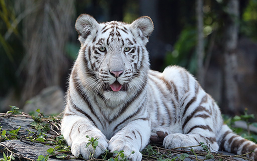 Image result for white tigers kai white