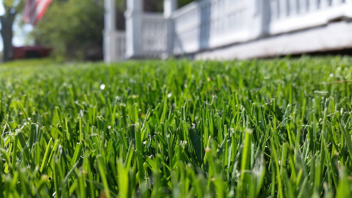 Close up of a front lawn with thick, green grass with a white house in the background