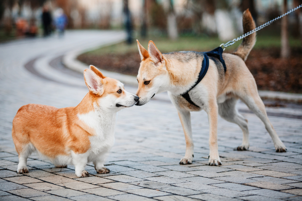 corgis are friendly and love other dogs