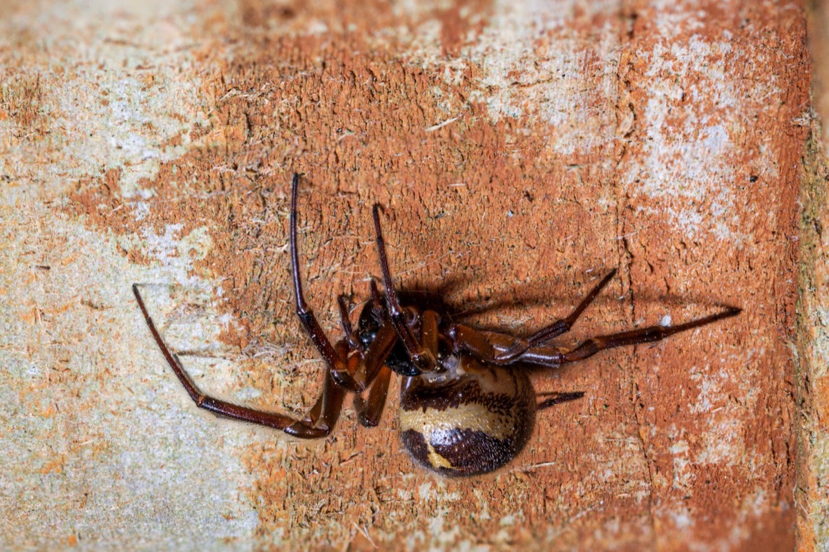 Noble false widow spider