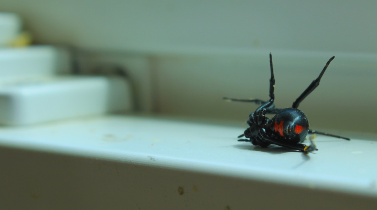 Close up of black widow spider on window