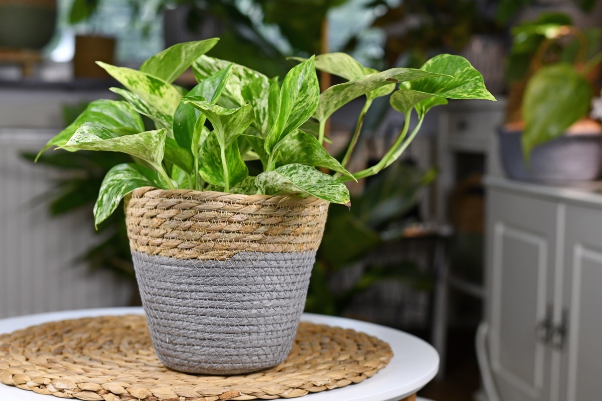 pothos plant in woven planter on table