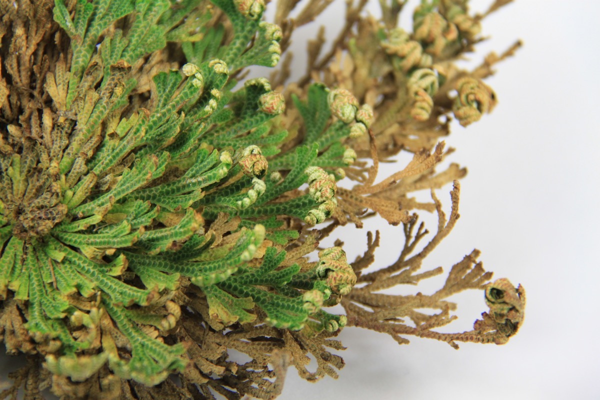 Rose of Jericho, Resurrection Plant, Selaginella lepidophylla 