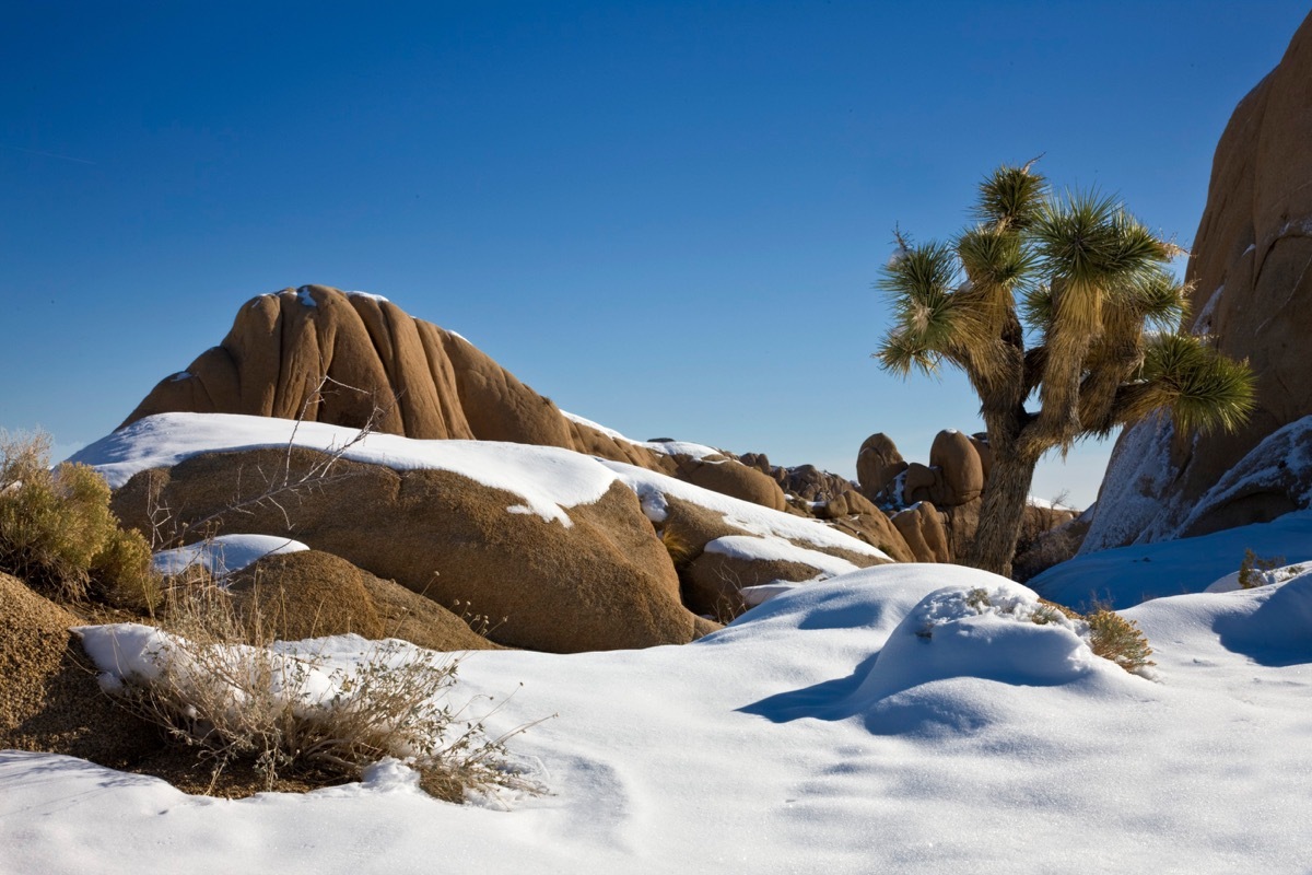 Joshua Tree California snow