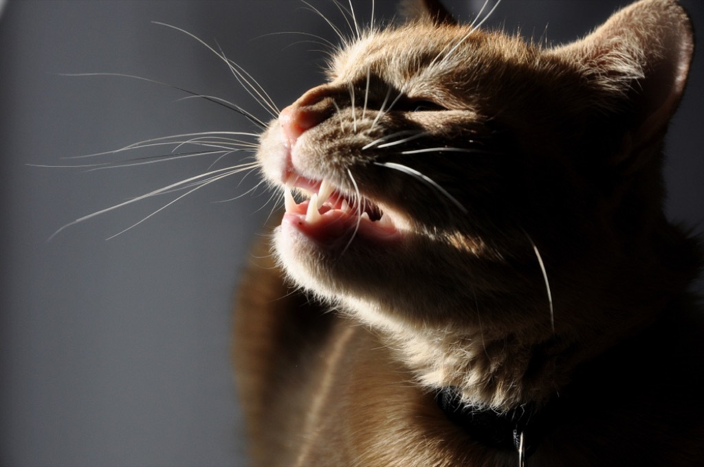 cat sneezing signs your cat is sick