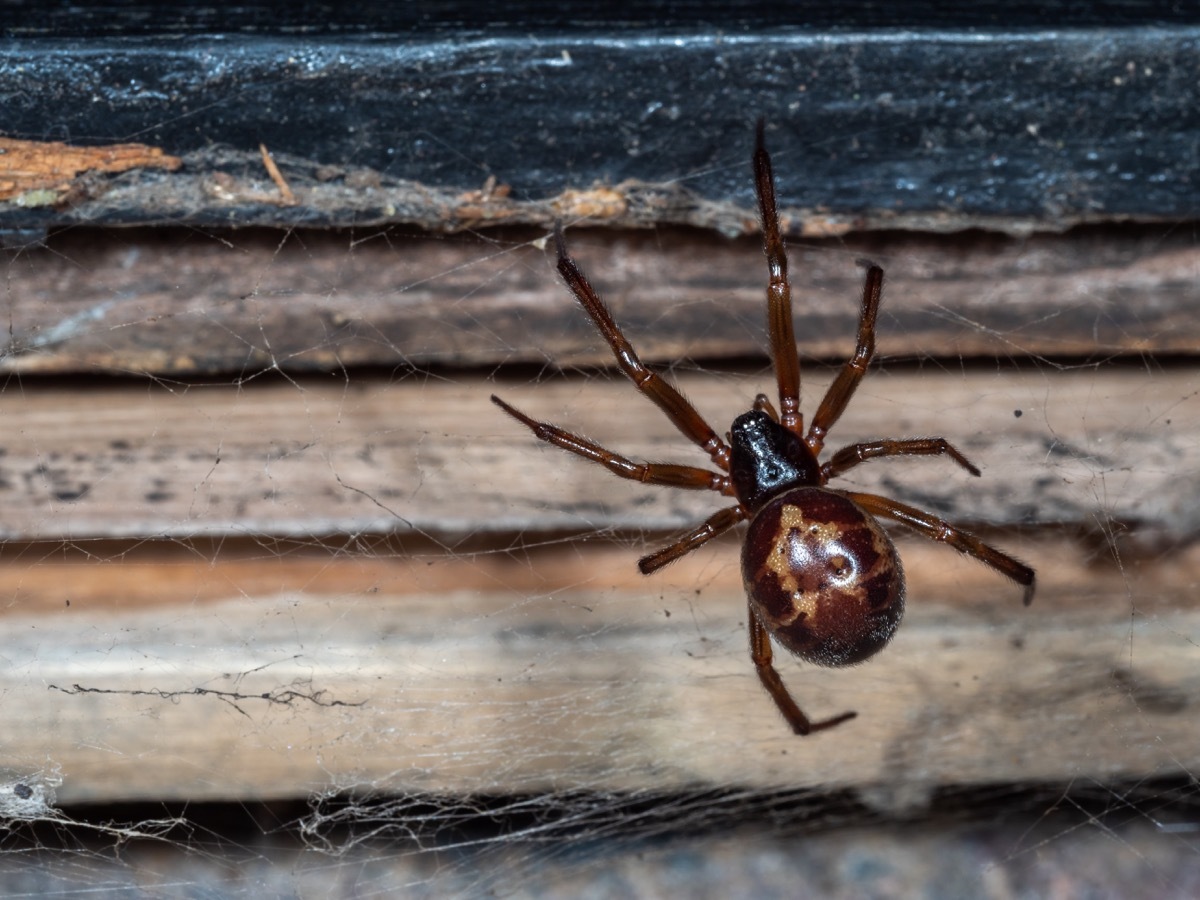 Noble false widow spider