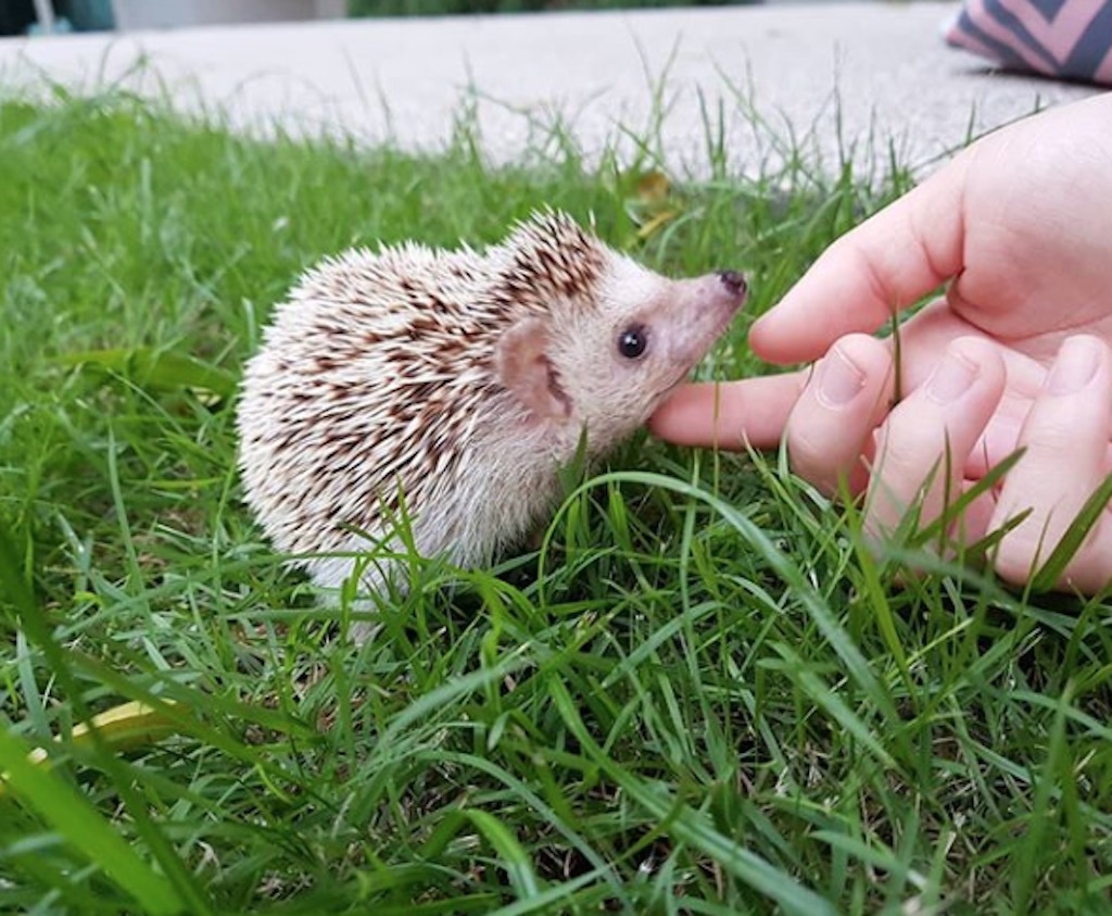 hedgehog