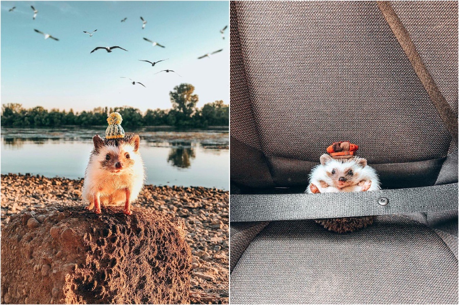 Mr Pokee travels in style | Mr Pokee The Hedgehog Will Make Your Day | Her Beauty