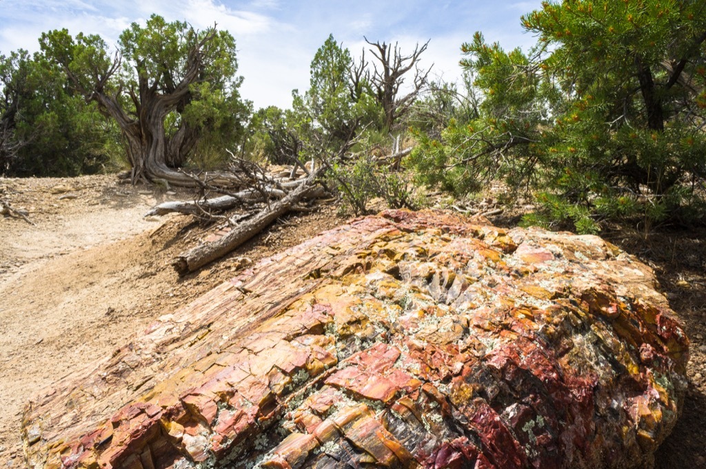 utah petrified wood forest weirdest urban legends every state