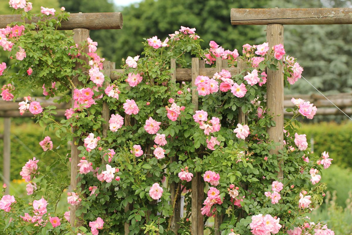 Pink climbing rose 