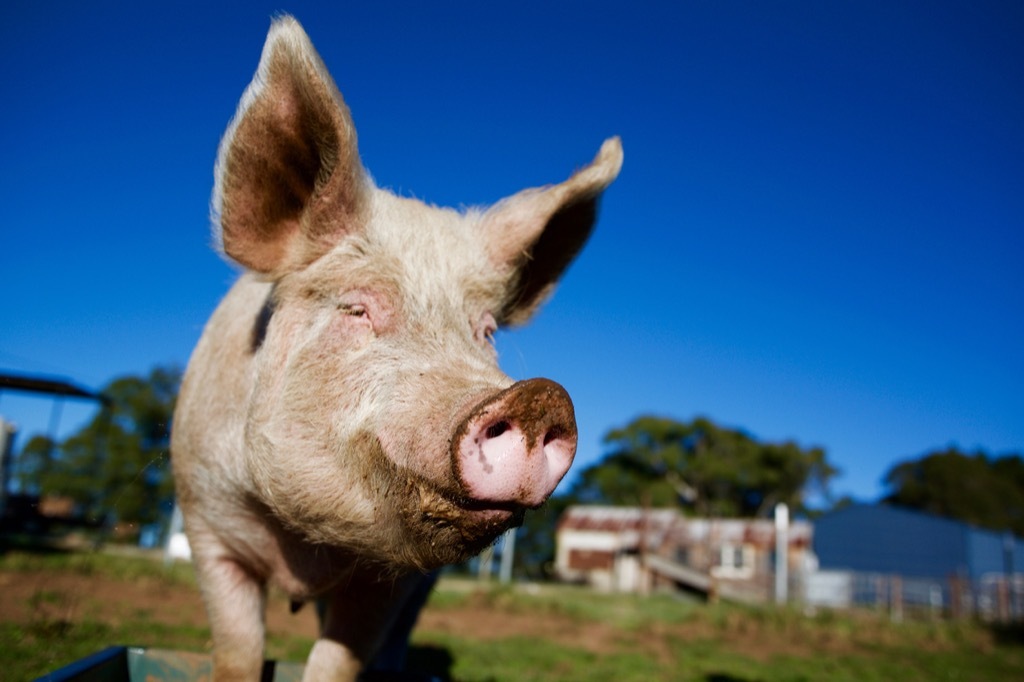 minnesota pig kiss weird summer traditions