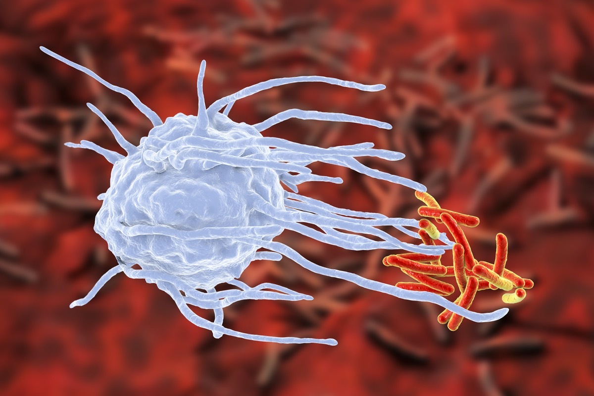 Macrophage engulfing tuberculosis bacteria Mycobacterium tuberculosis, 3D illustration