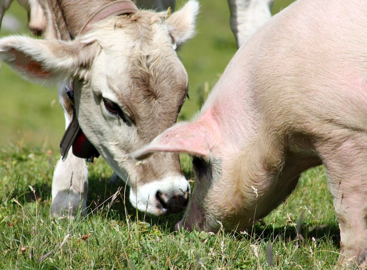 cow with a pig friend, cow photos