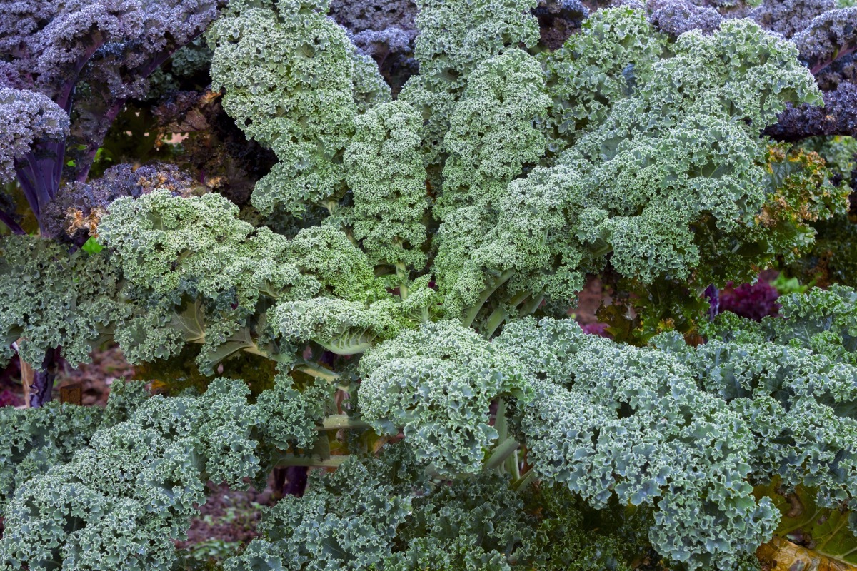 curly kale plant