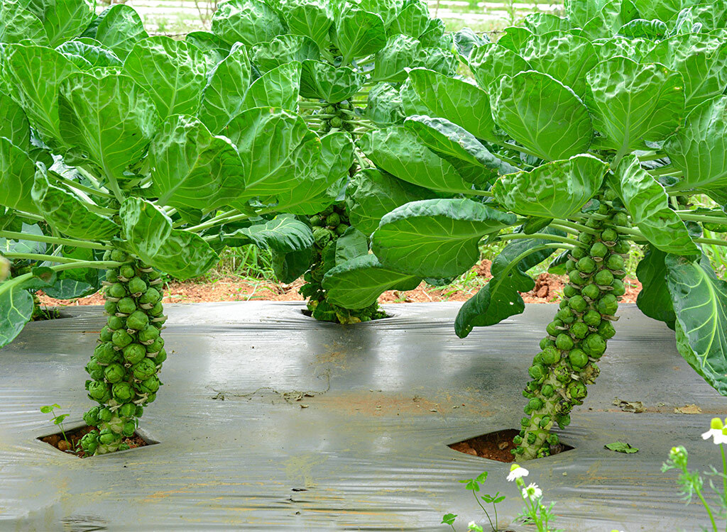 Brussel sprout stalks